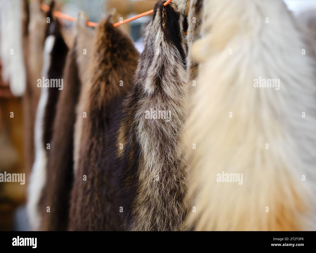 Display of furs from traditional Mikmaq aboriginal hunting hanging on line at NAIG presentation Stock Photo