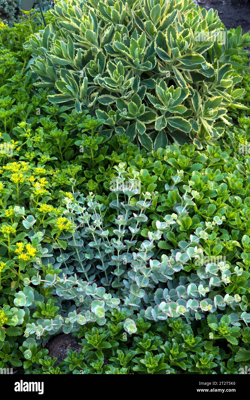 Varieties of sedum plants Stock Photo - Alamy
