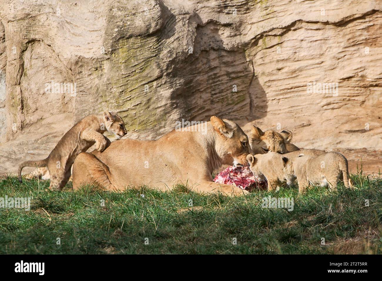 Zoo pilsen lion hi-res stock photography and images - Alamy