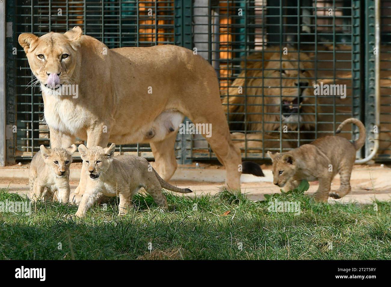 Zoo pilsen lion hi-res stock photography and images - Alamy