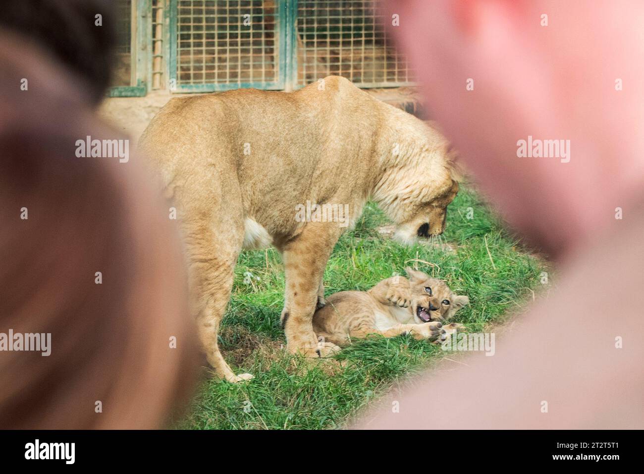 Zoo pilsen lion hi-res stock photography and images - Alamy