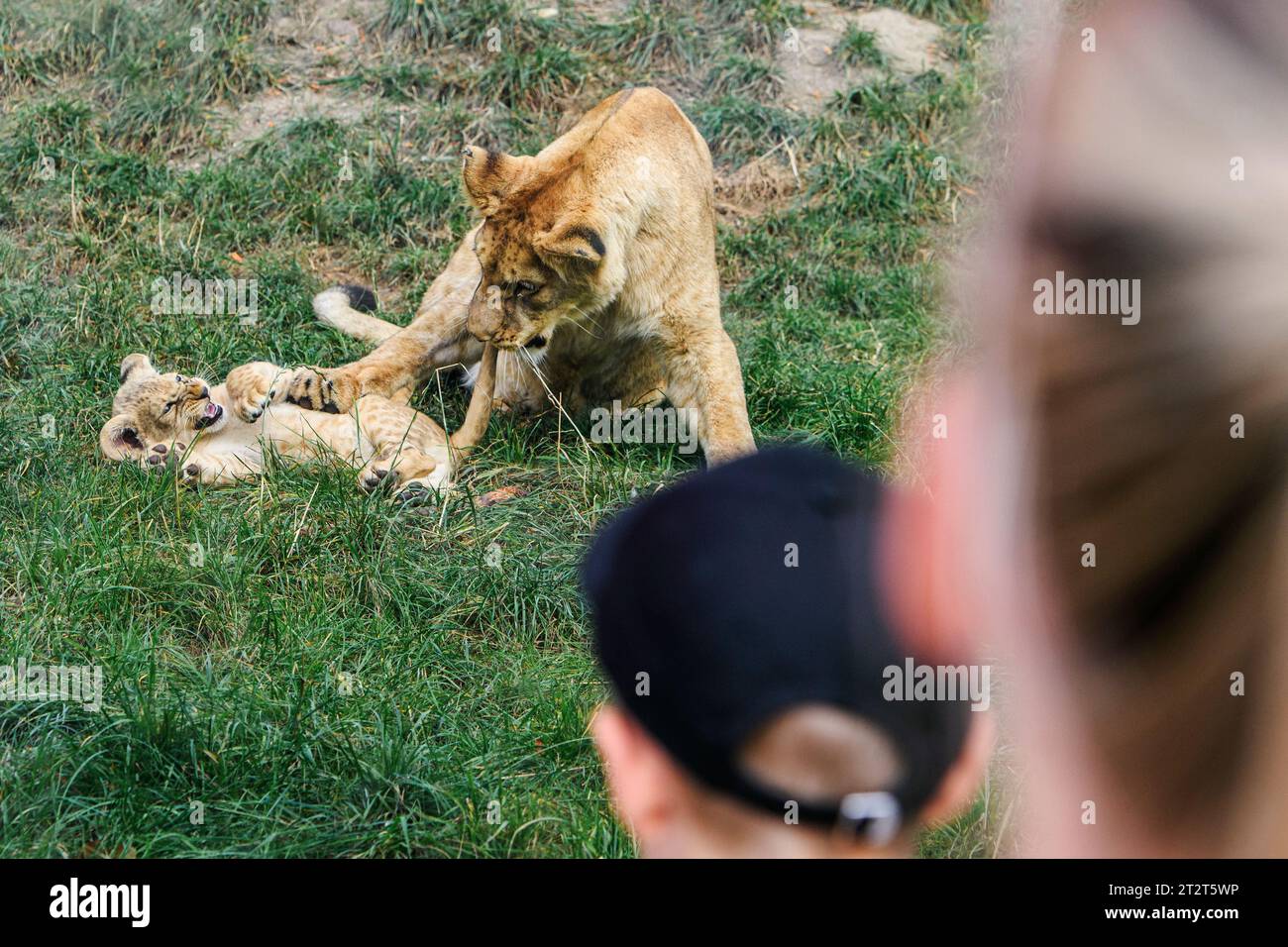 Zoo pilsen lion hi-res stock photography and images - Alamy