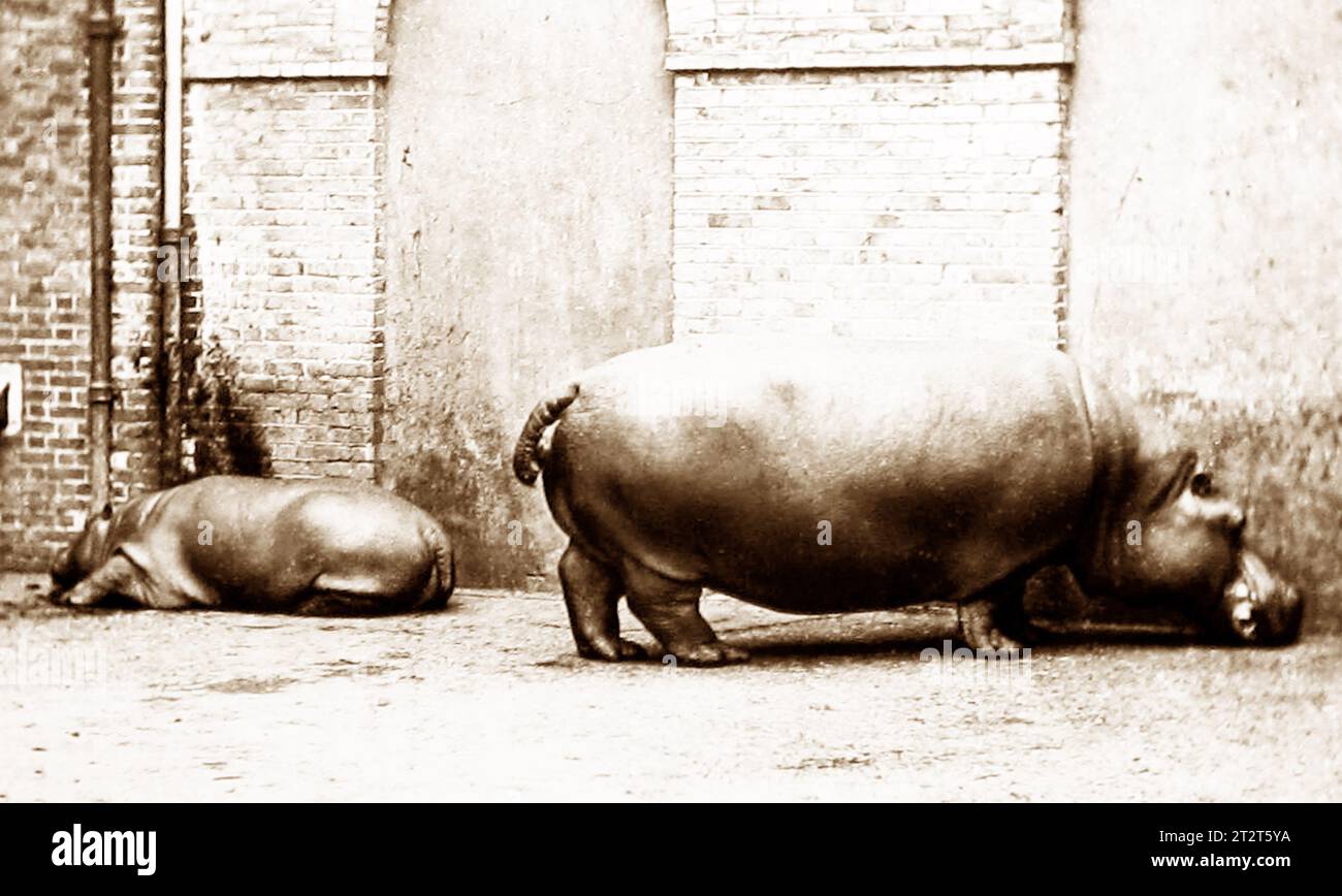Hippo Goes Overseas ヒッポ外国へ46枚 Hippo Goes Overseas ヒッポ外国へ46枚 Hippo Goes Overseas