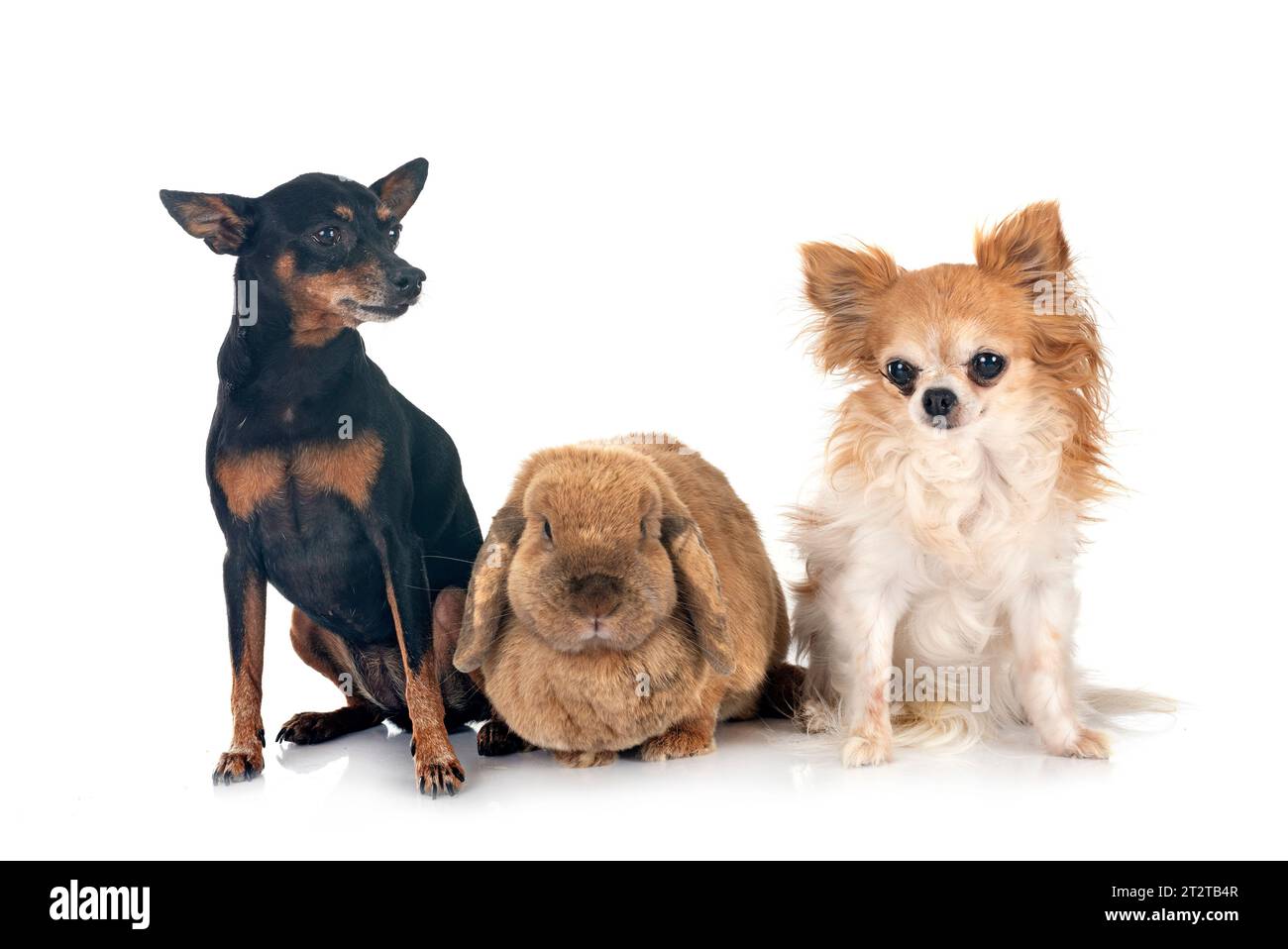 Lop rabbit in front of white background Stock Photo - Alamy