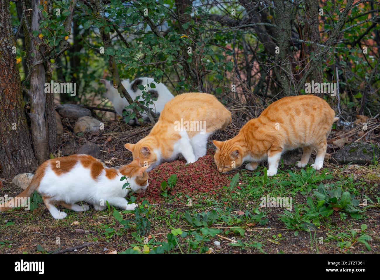 Stray cats eating Stock Photo Alamy