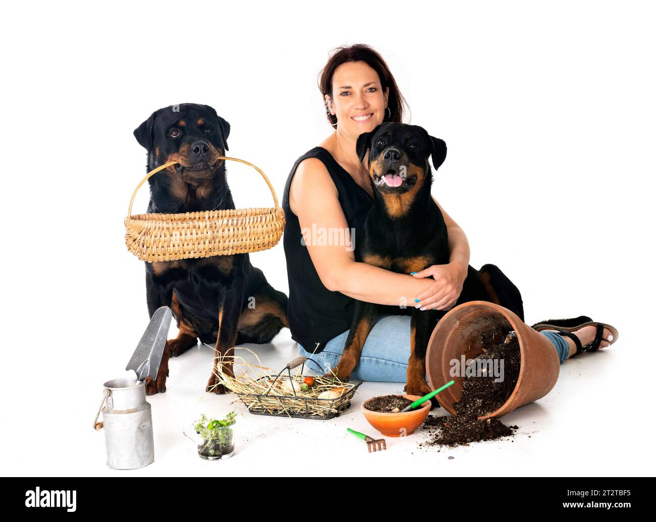 puppy, adult rottweiler and woman in front of white background Stock Photo