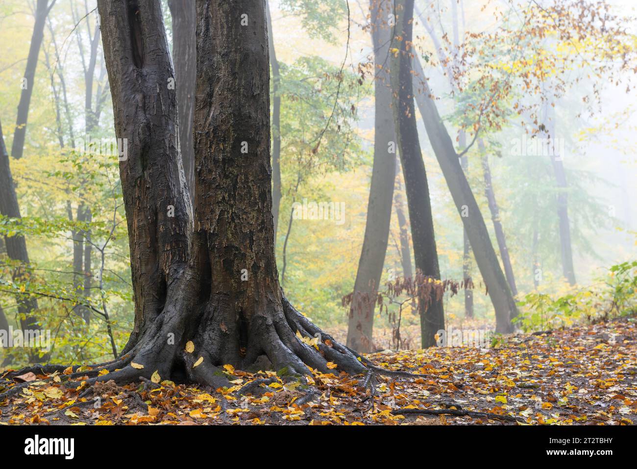 Roots and tree trunks in a foggy fall forest Stock Photo
