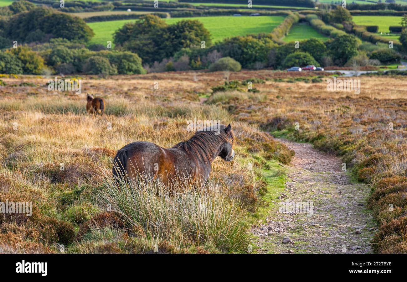 Exmoor Ponies National Park Hi res Stock Photography And Images Alamy exmoor-ponies-national-park-hi-res-stock-photography-and-images-alamy