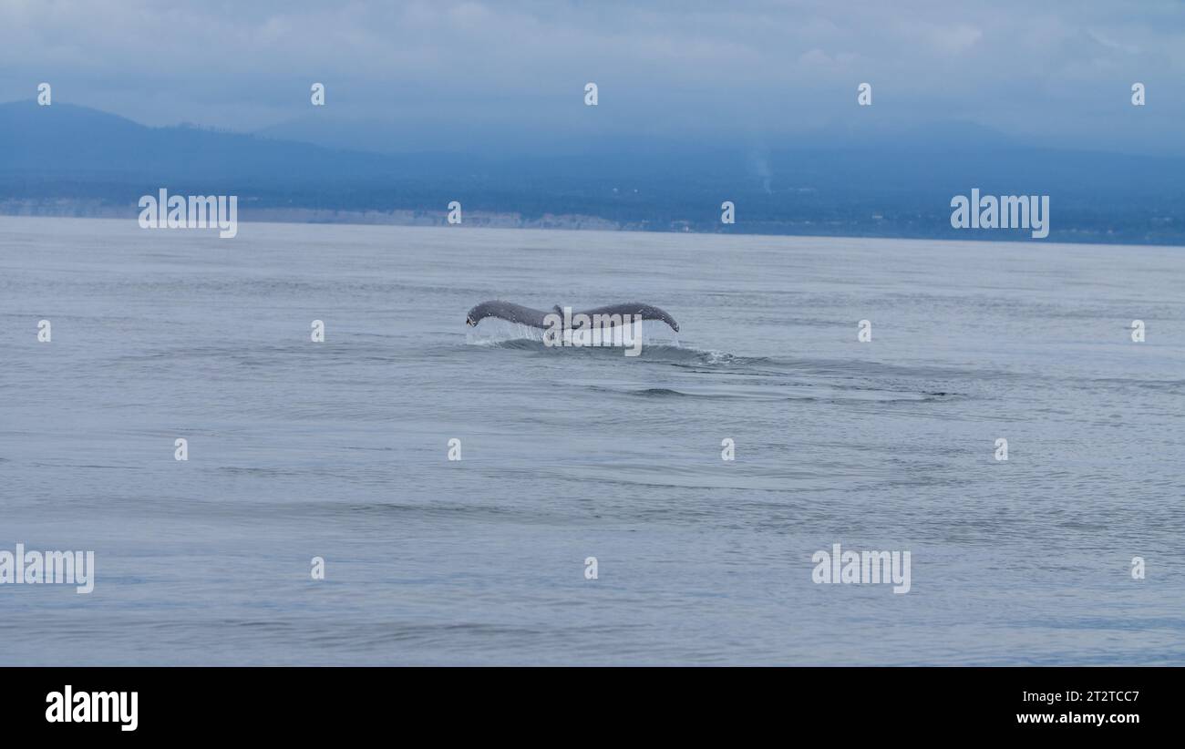 Humpback Whale Vancouver Island Canada Stock Photo