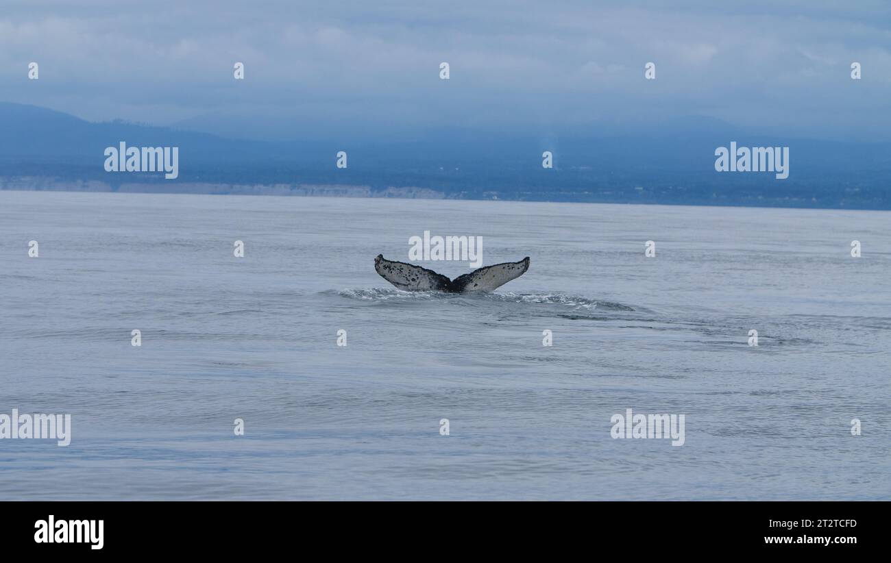 Humpback Whale Vancouver Island Canada Stock Photo
