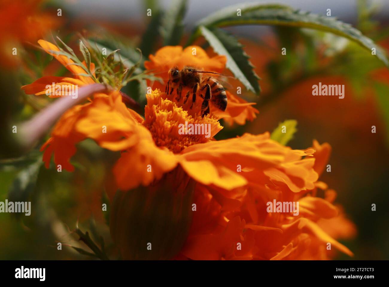 Atlixco, Mexico. 20th Oct, 2023. A bee is seen on a Cempasuchil Flower during the harvest in the state of Puebla, farmers distribute them in local markets so that it can be sold to people to decorate the offerings as part of the celebration of the Dia de Muertos (Day of the Dead) in Mexico. On October 20, 2024 in Atlixco, Mexico. (Credit Image: © Carlos Santiago/eyepix via ZUMA Press Wire) EDITORIAL USAGE ONLY! Not for Commercial USAGE! Stock Photo