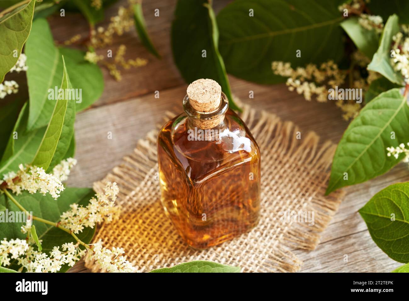 Homemade Japanese knotweed tincture in a glass bottle Stock Photo Alamy