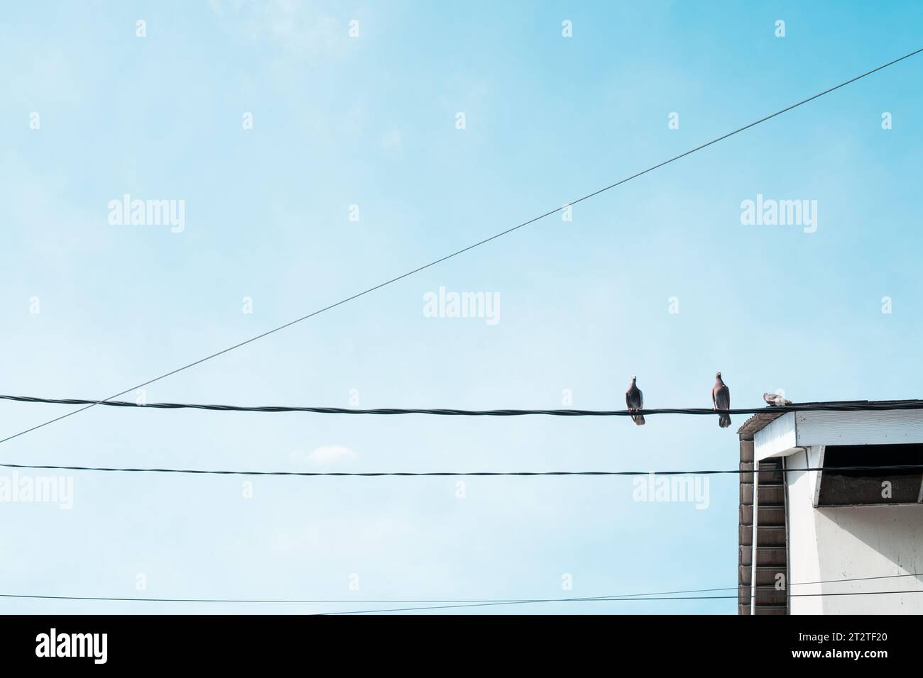Simplicity in Nature: Small Bird Resting on Wire Against Blue Sky in Minimalist Photo Stock Photo