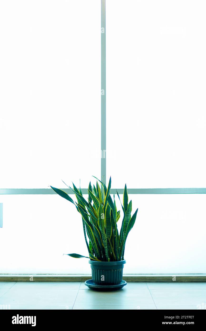 Green Mother-in-Law's Tongue Plant or Sansevieria Trifasciata Prain with Copy Space Against White Window Stock Photo