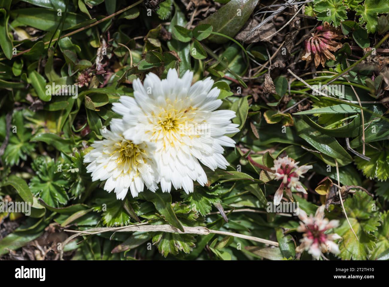 White flower of a Hypochaeris species in Antisana NP, Ecuador Stock Photo