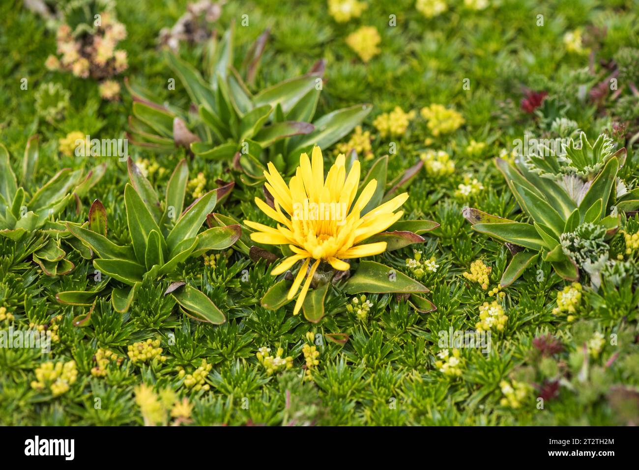 Yellow flower of a Hypochaeris species in Antisana NP, Ecuador Stock Photo