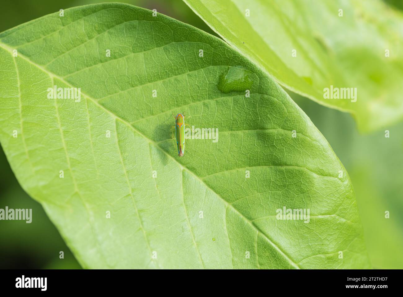 Un-identified Leafhopper/ Sharpshooter perched on a leaf in Amazonian Ecuador Stock Photo