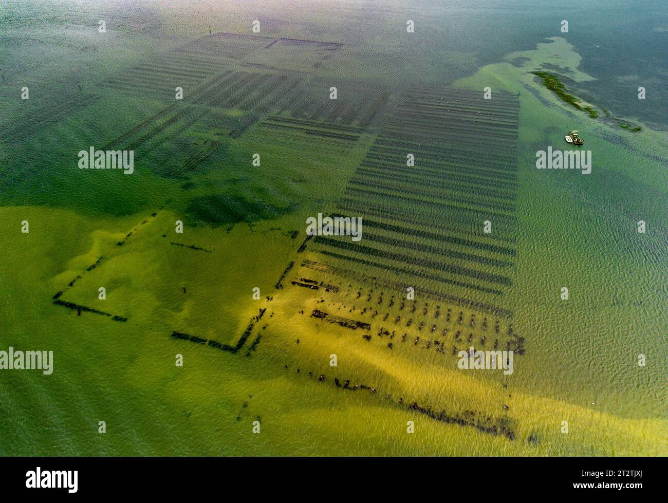Oyster farming in mariculture in Ria of Aveiro Stock Photo Alamy
