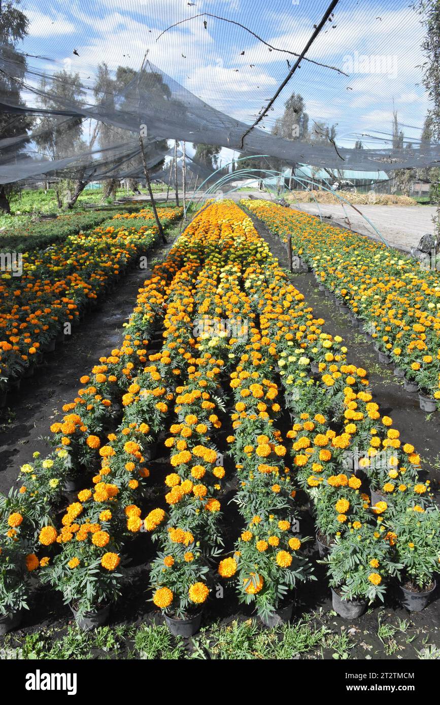 Rows of cempasúchil (marigolds), traditional flowers for Day of the Dead Stock Photo