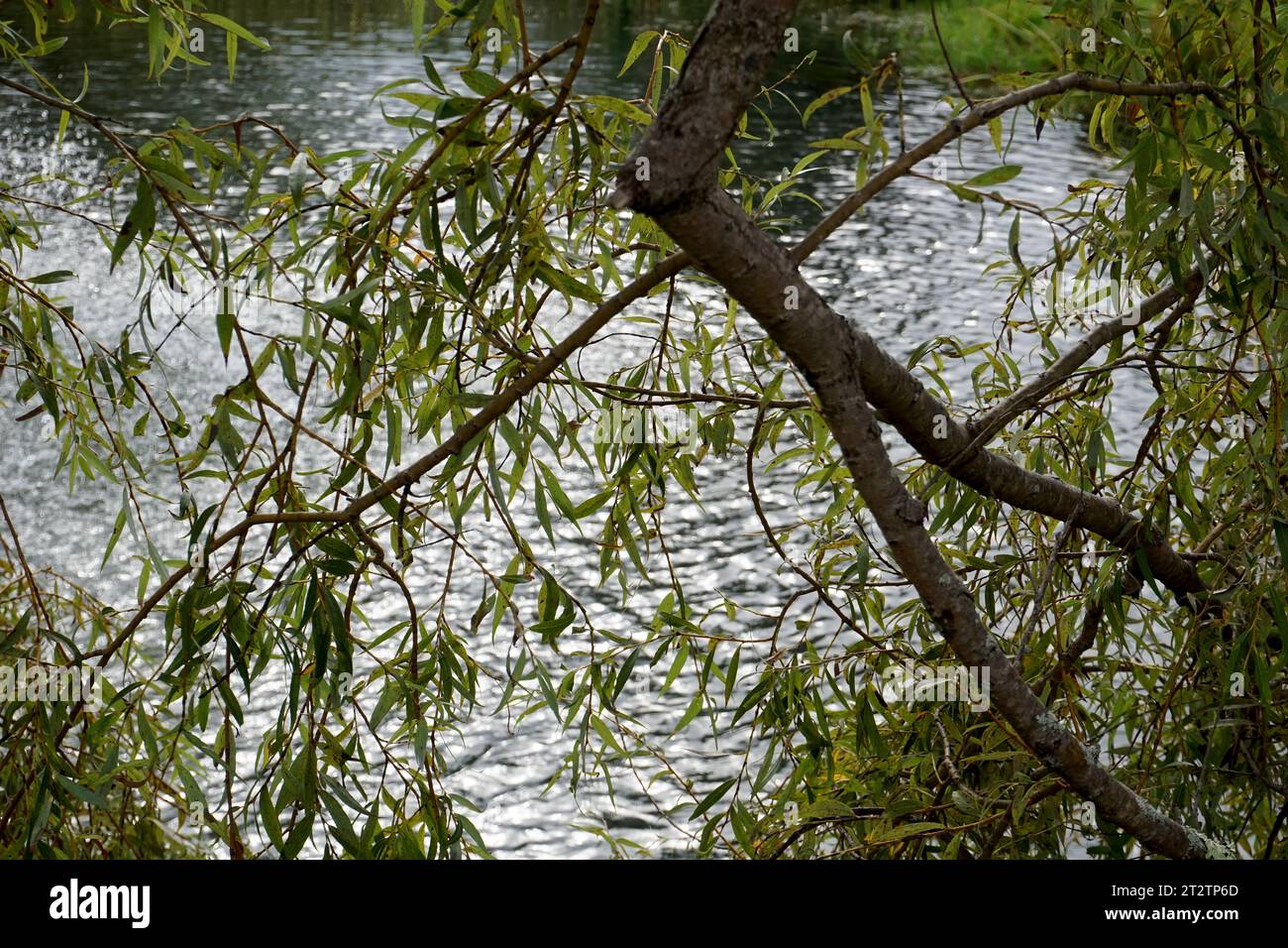 Willow tree overhanging water Stock Photo