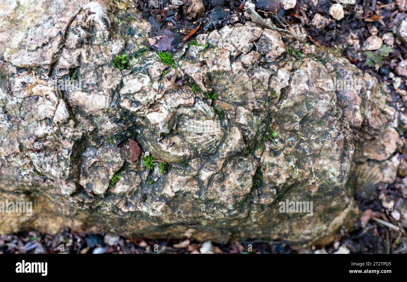 Traces of ancient shells (ammonites) on a stone in the Caucasus ...