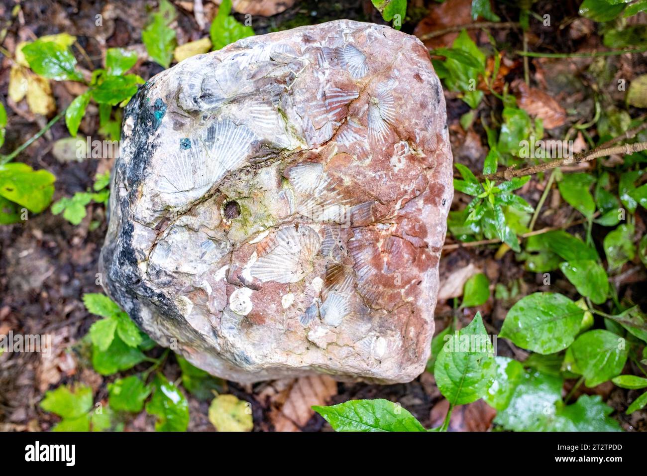 Traces of ancient shells (ammonites) on a stone in the Caucasus ...