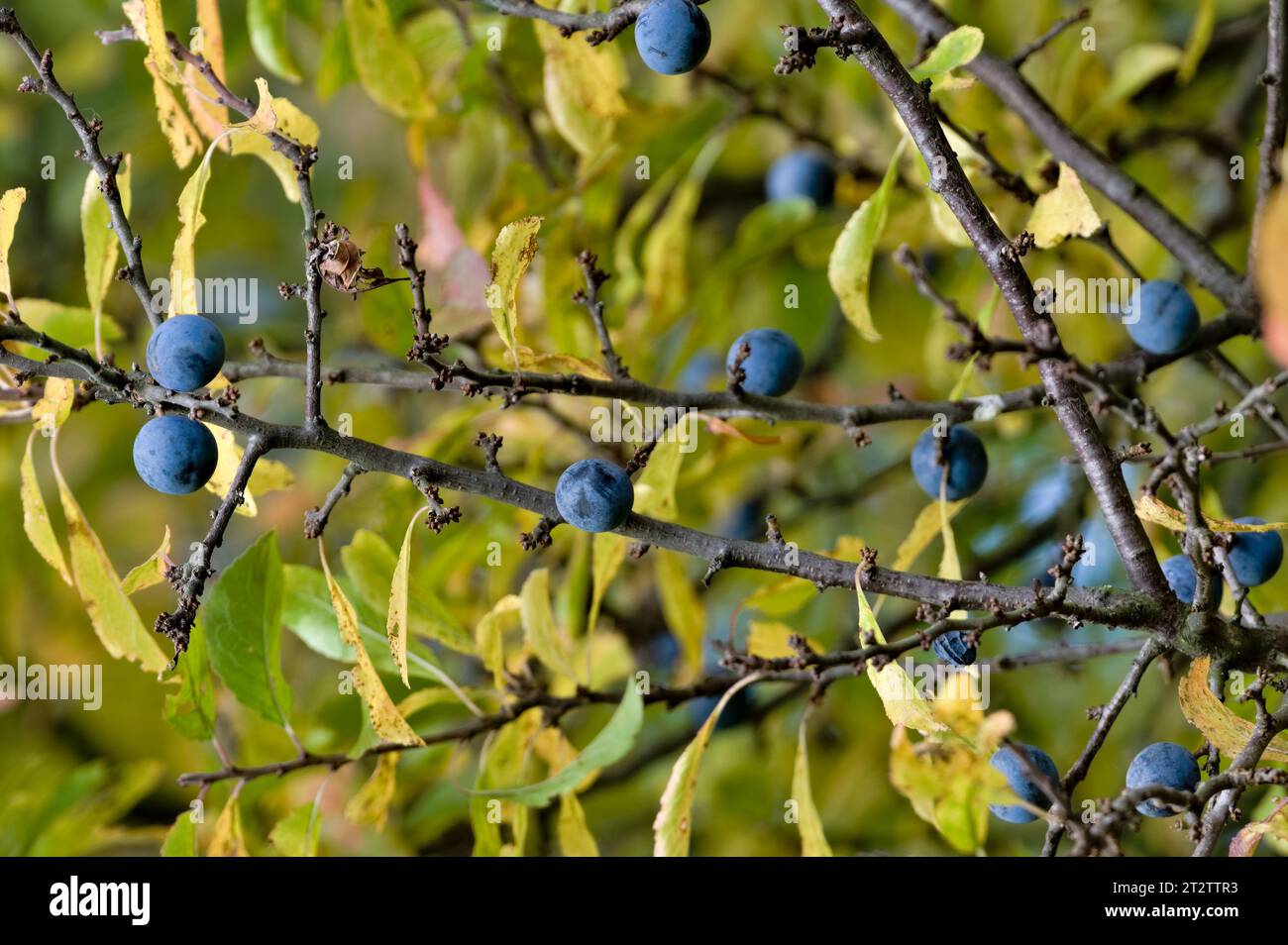 Wild berries Prunus spinosa and autumn yellow leaves. Autumn foliage. Stock Photo