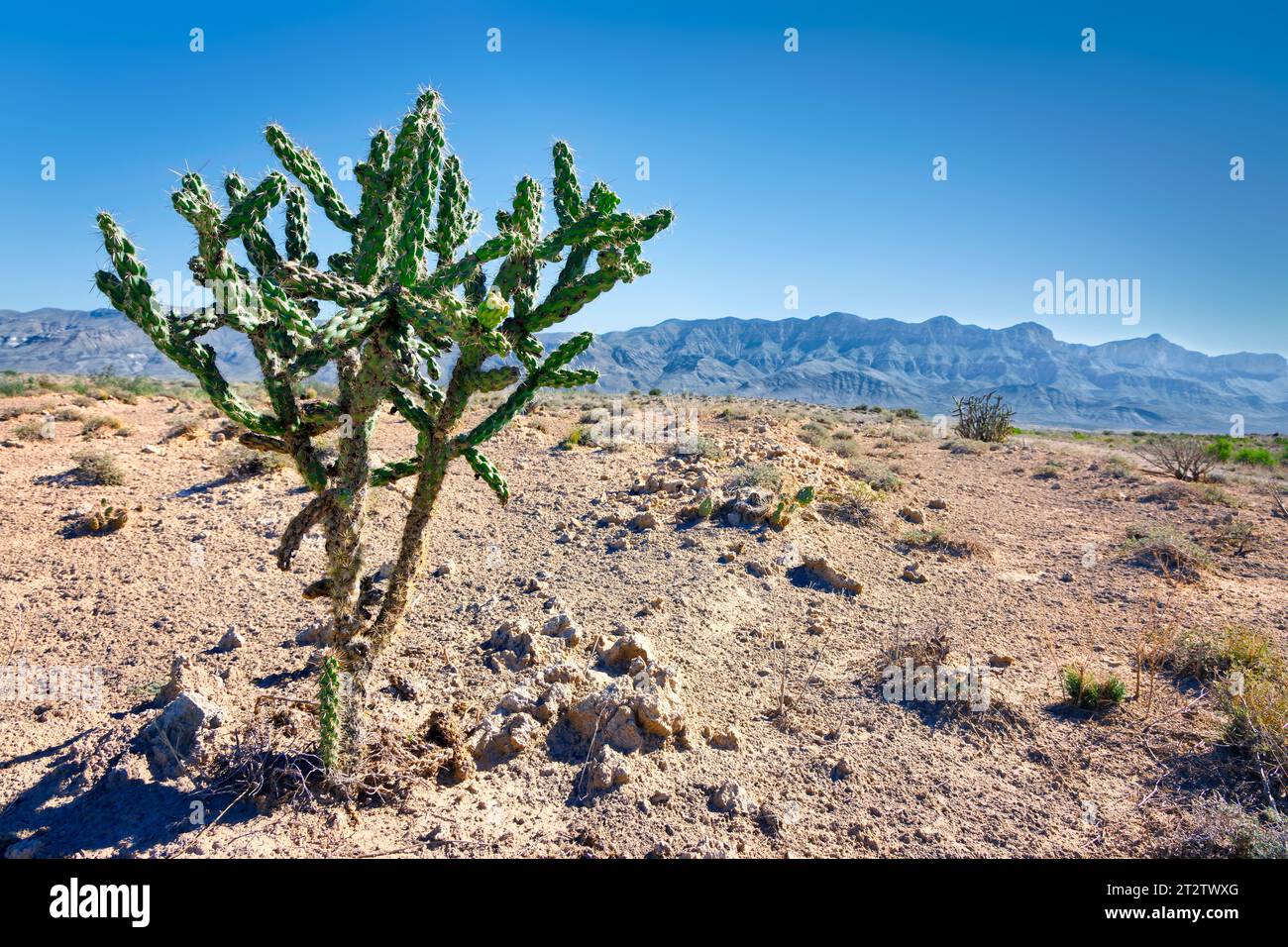 The area of the Salt Flats with the Guadelupe Mountains in the background about an hour east of El Paso, Texas. Stock Photo