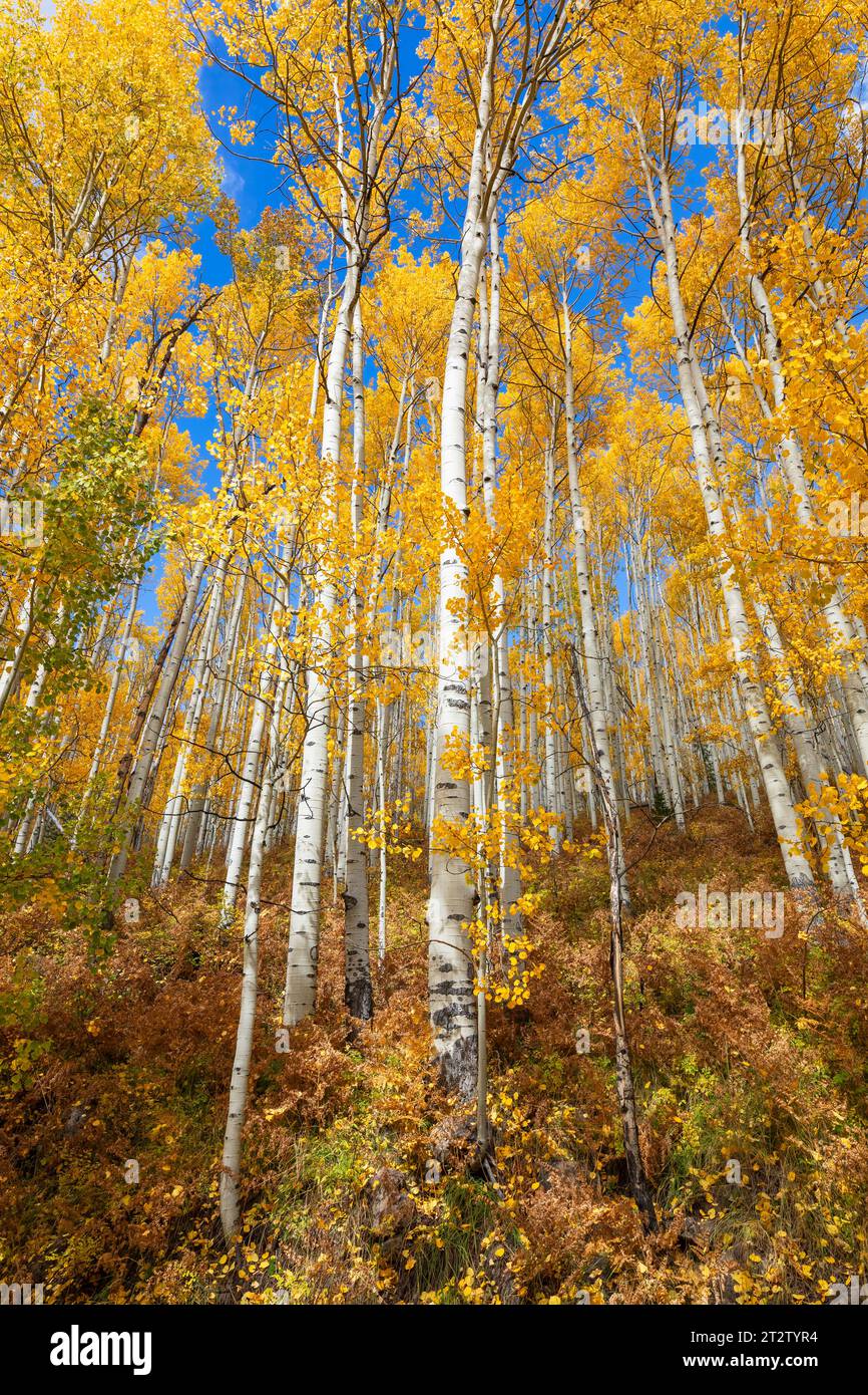 Autumn Aspen trees with peak fall color and blue sky near Rico, Colorado Stock Photo