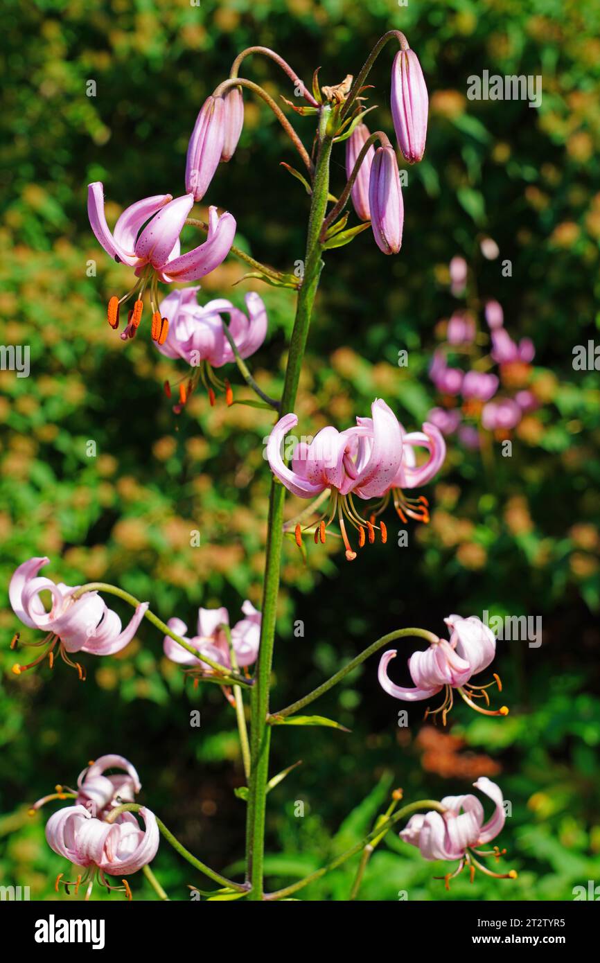 View of a pink lily flower with upside down reflexed petals Stock Photo