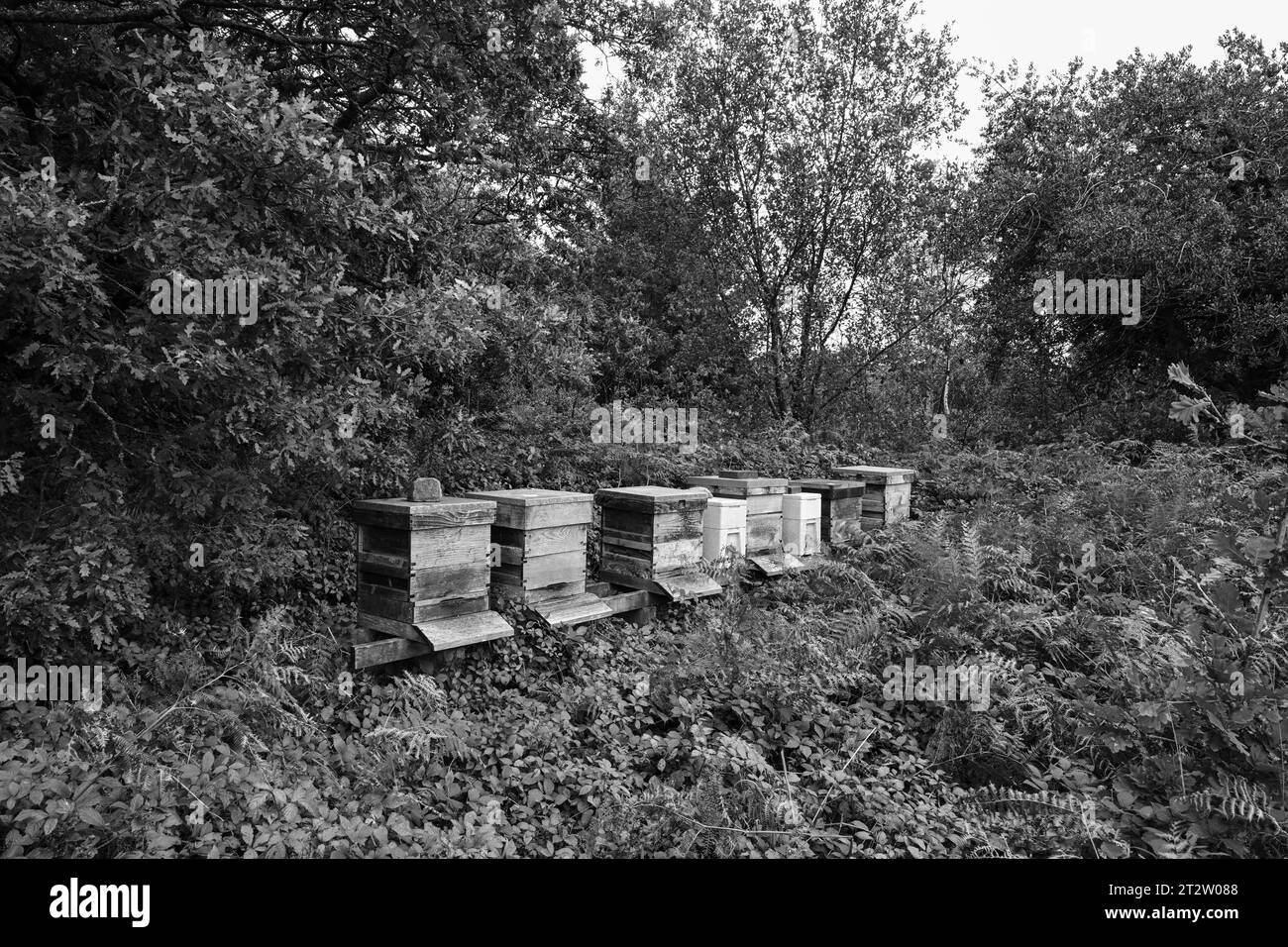 Bee Hives Drym Cornwall Stock Photo