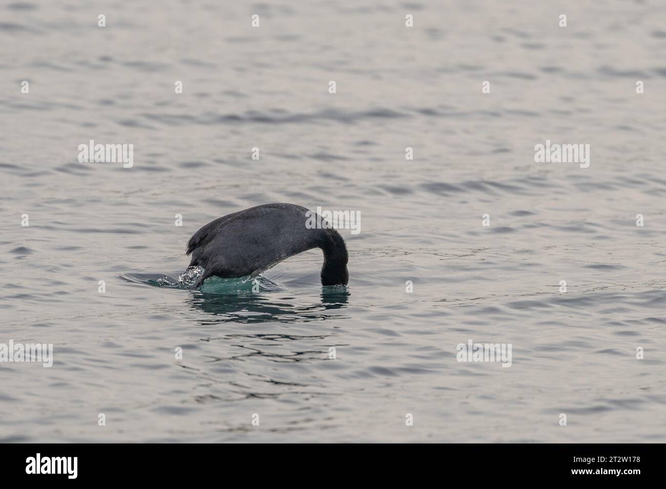 black coot starts diving in a lake Stock Photo