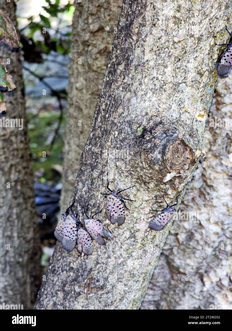Invasive spotted lanternfly (Lycorma delicatula) Stock Photo