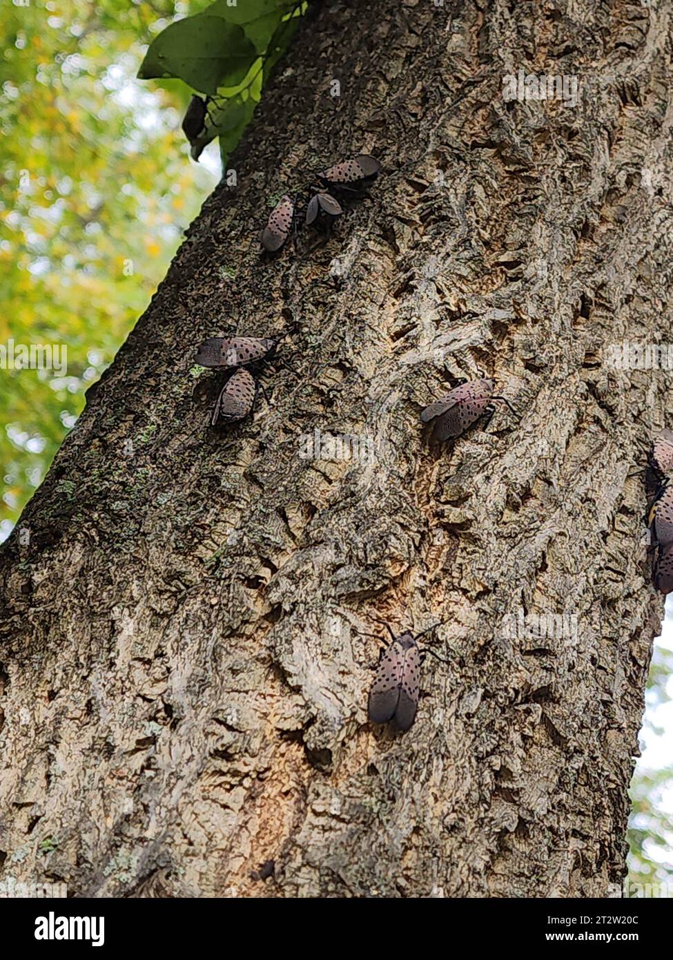 Invasice spotted lanternfly (Lycorma delicatula) Stock Photo