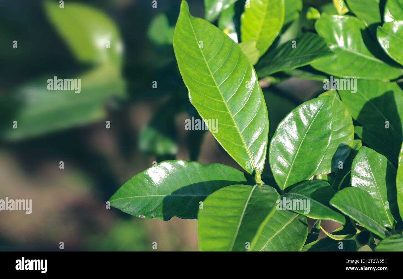 Fresh green leaves in summer day. Background with green leaf. Stock Photo