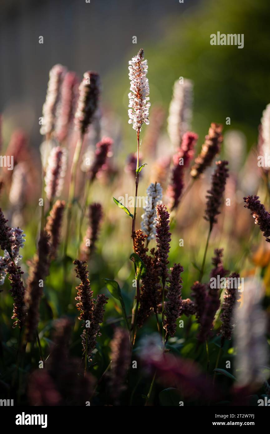 Blooming Polygonum affine in garden. Bistorta affinis blooming plants in summer park. Backlit flower Stock Photo