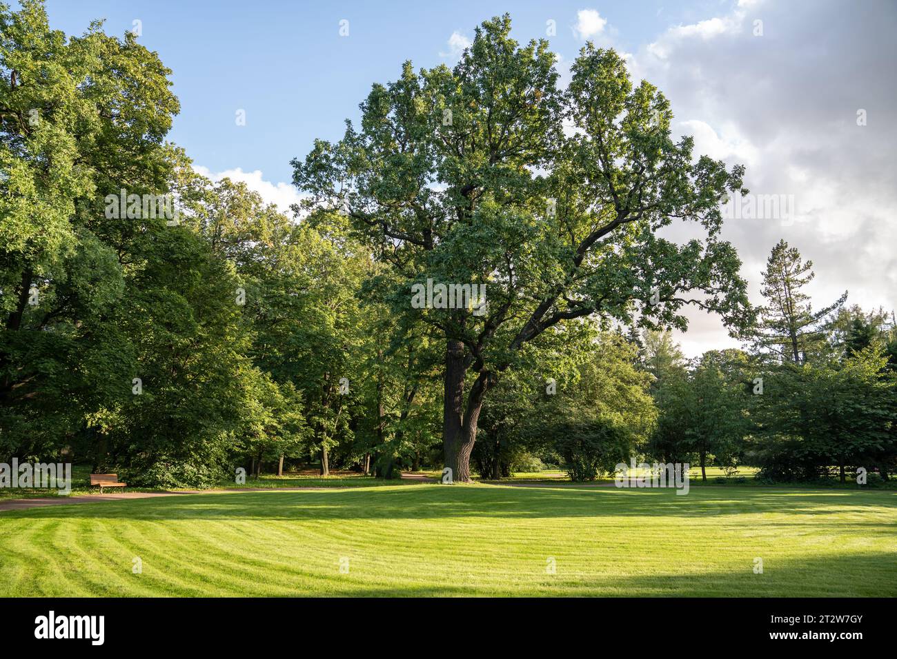 Green park grass trees hi-res stock photography and images - Alamy