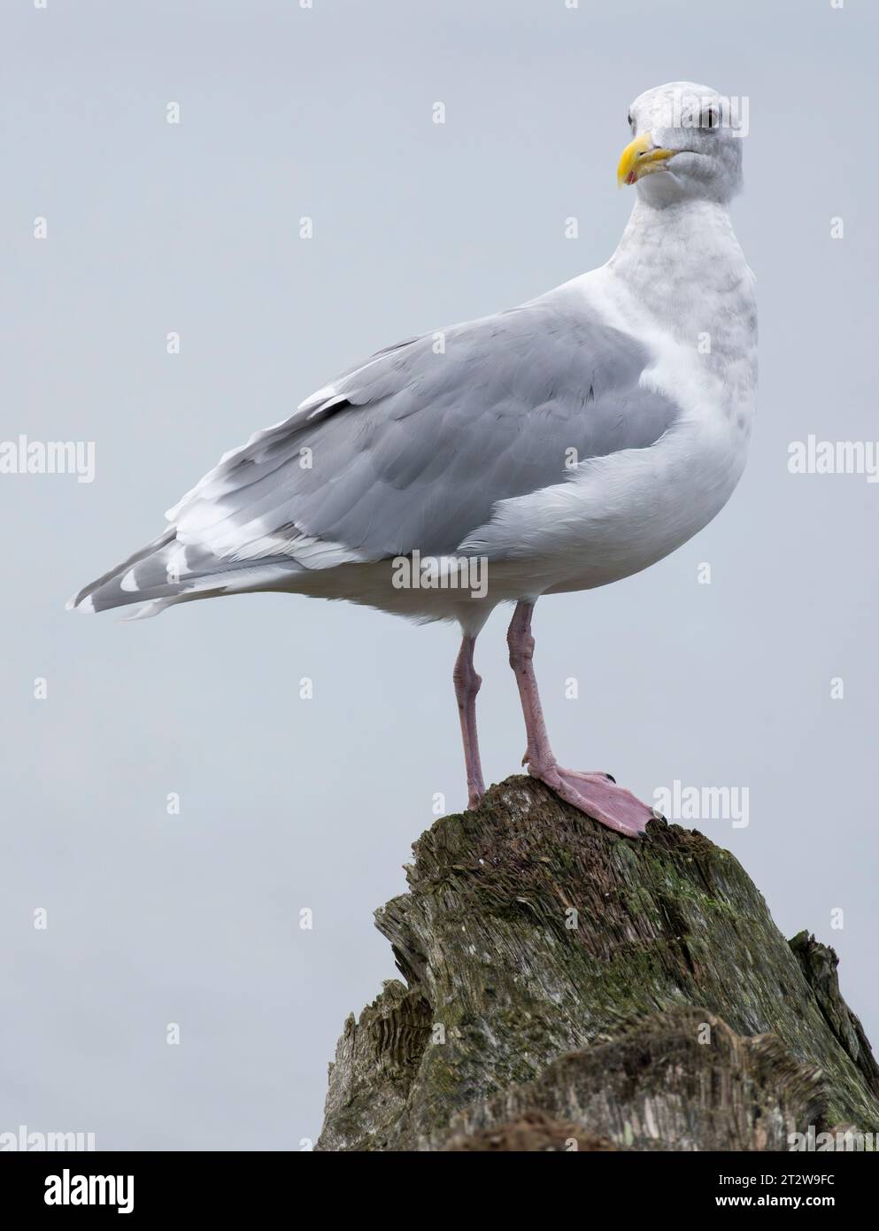 A glaucous gull (Larus hyperboreus) perched on a log on Whiffin Spit in Sooke, British Columbia, Canada. Stock Photo
