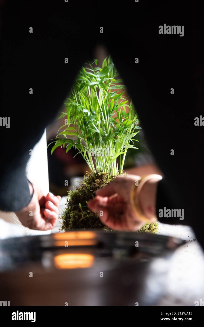 In this evocative image, skillful and meticulous hands carefully wrap moss around the root ball and roots of a plant in the process of creating a Koke Stock Photo