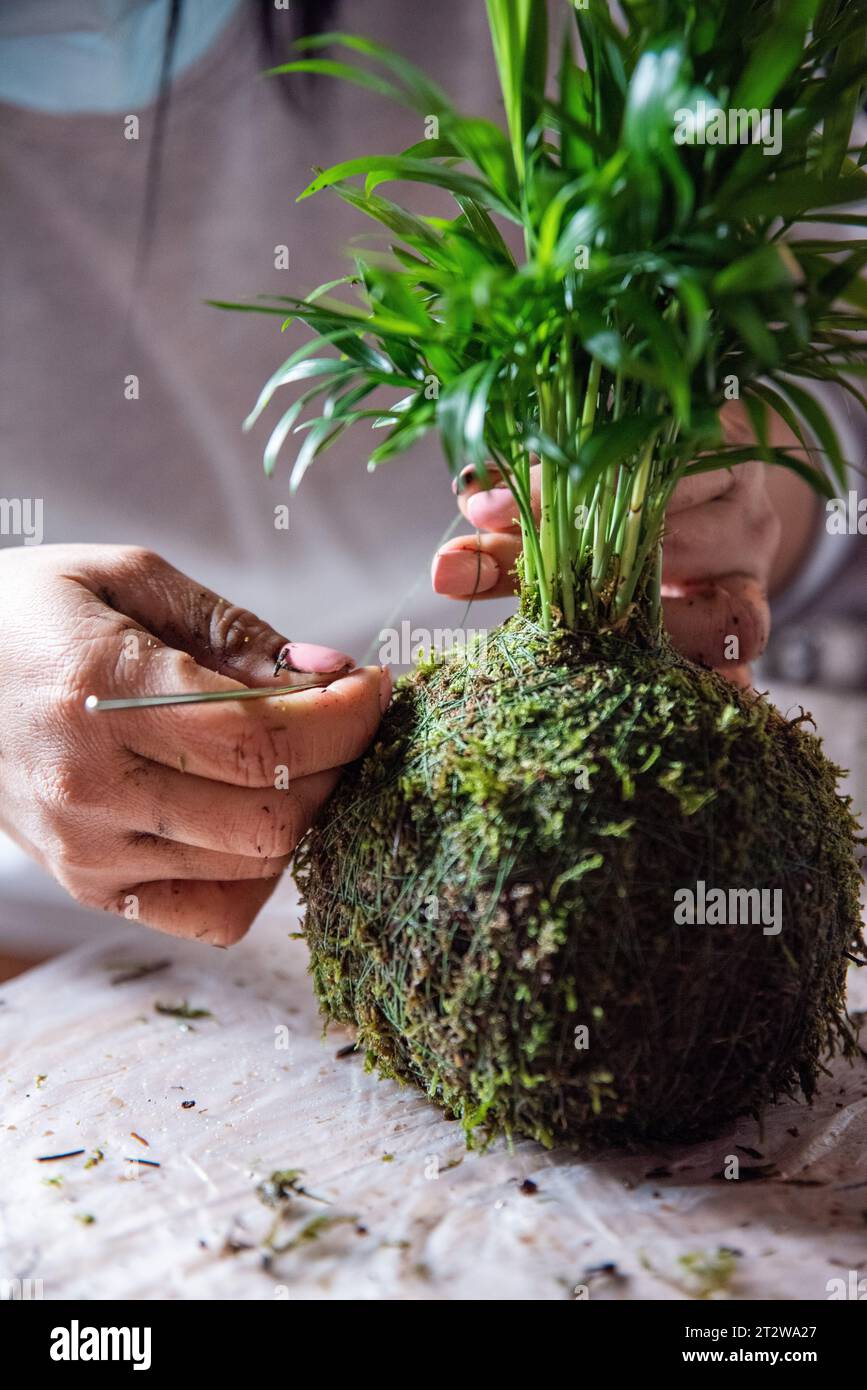 In this detailed image, the meticulous process of creating a Kokedama is captured, with skilled hands holding a needle and working with precision to w Stock Photo