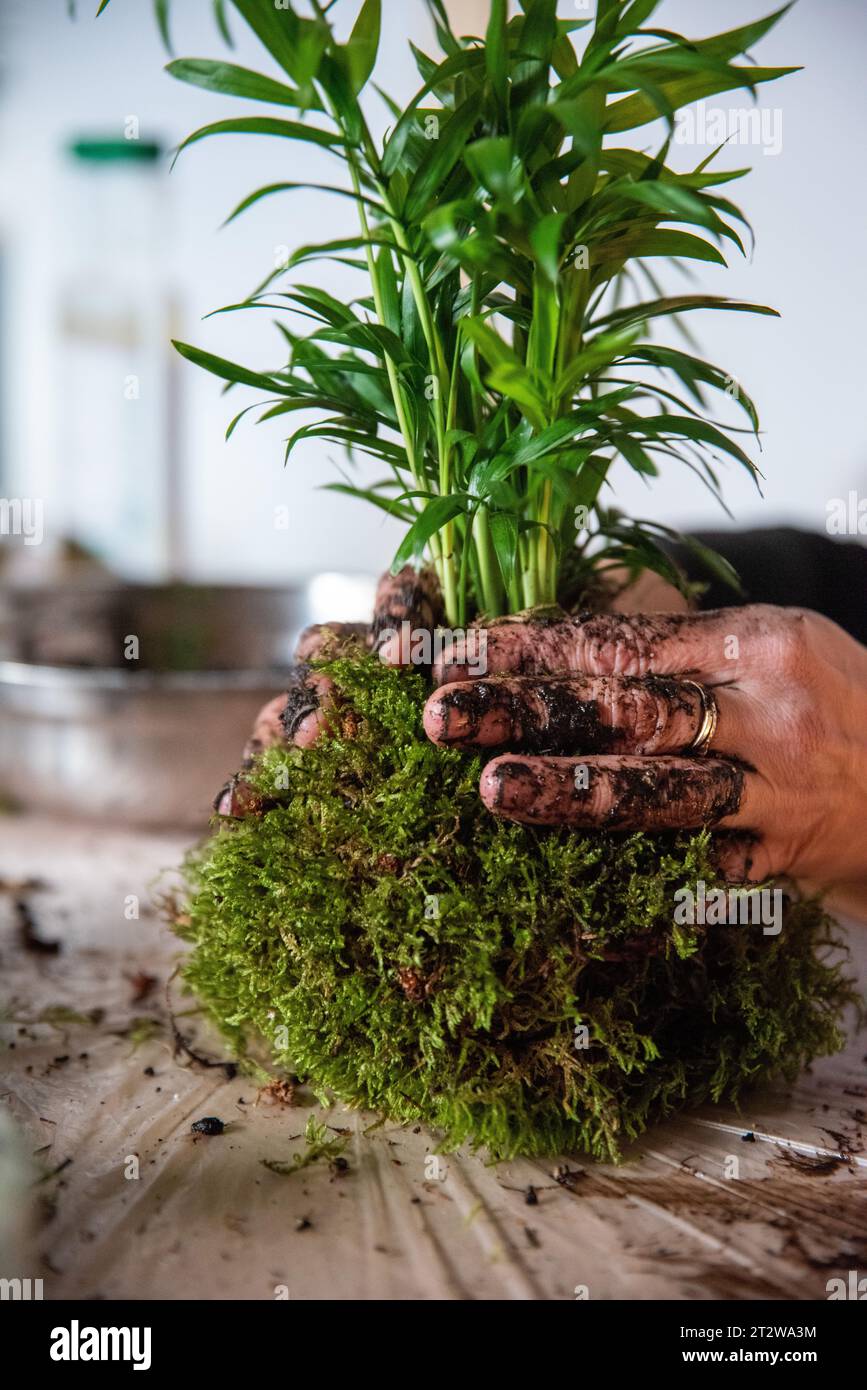 In this captivating image, a woman's hands come together to create a Kokedama with an Areca Palm, carefully adding moss to the root ball. The scene em Stock Photo