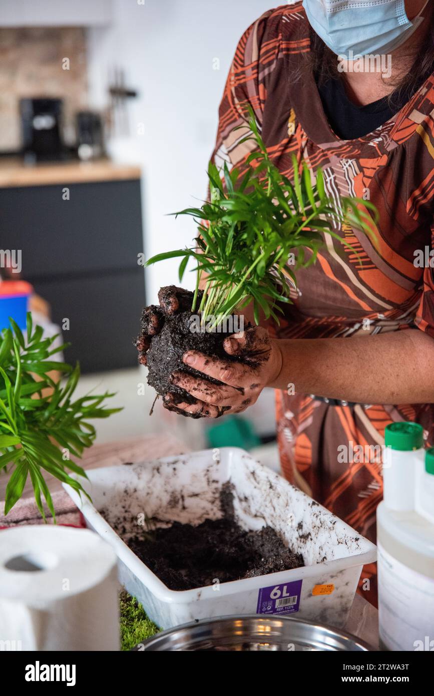 In this evocative image, a woman's hands cradle an Areca Palm, embarking on the enchanting journey of crafting a Kokedama. As she gently adds the plan Stock Photo