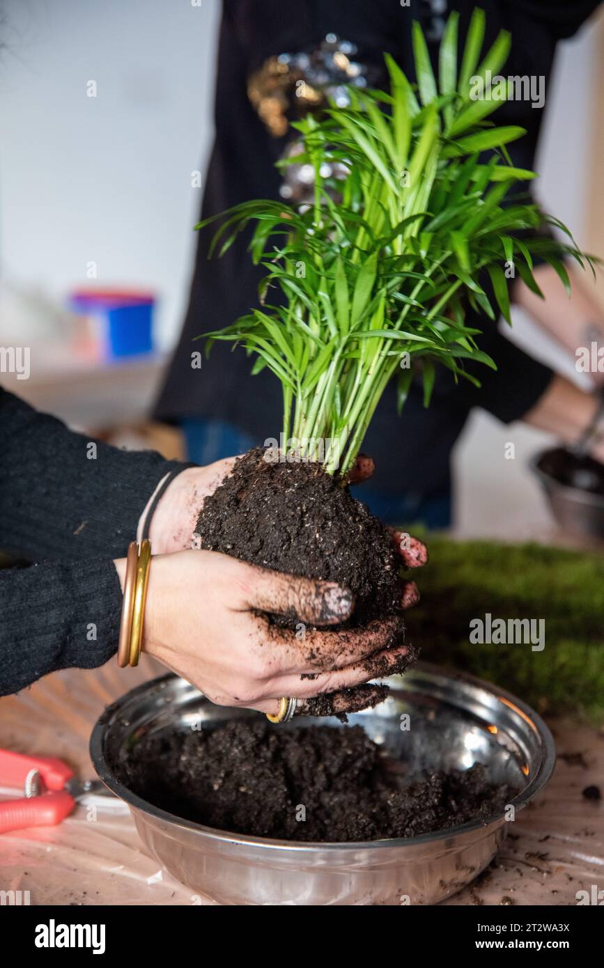 In this enchanting scene, a woman's hands cradle an Areca Palm, marking the commencement of a mesmerizing botanical adventure. Delicately encased in a Stock Photo