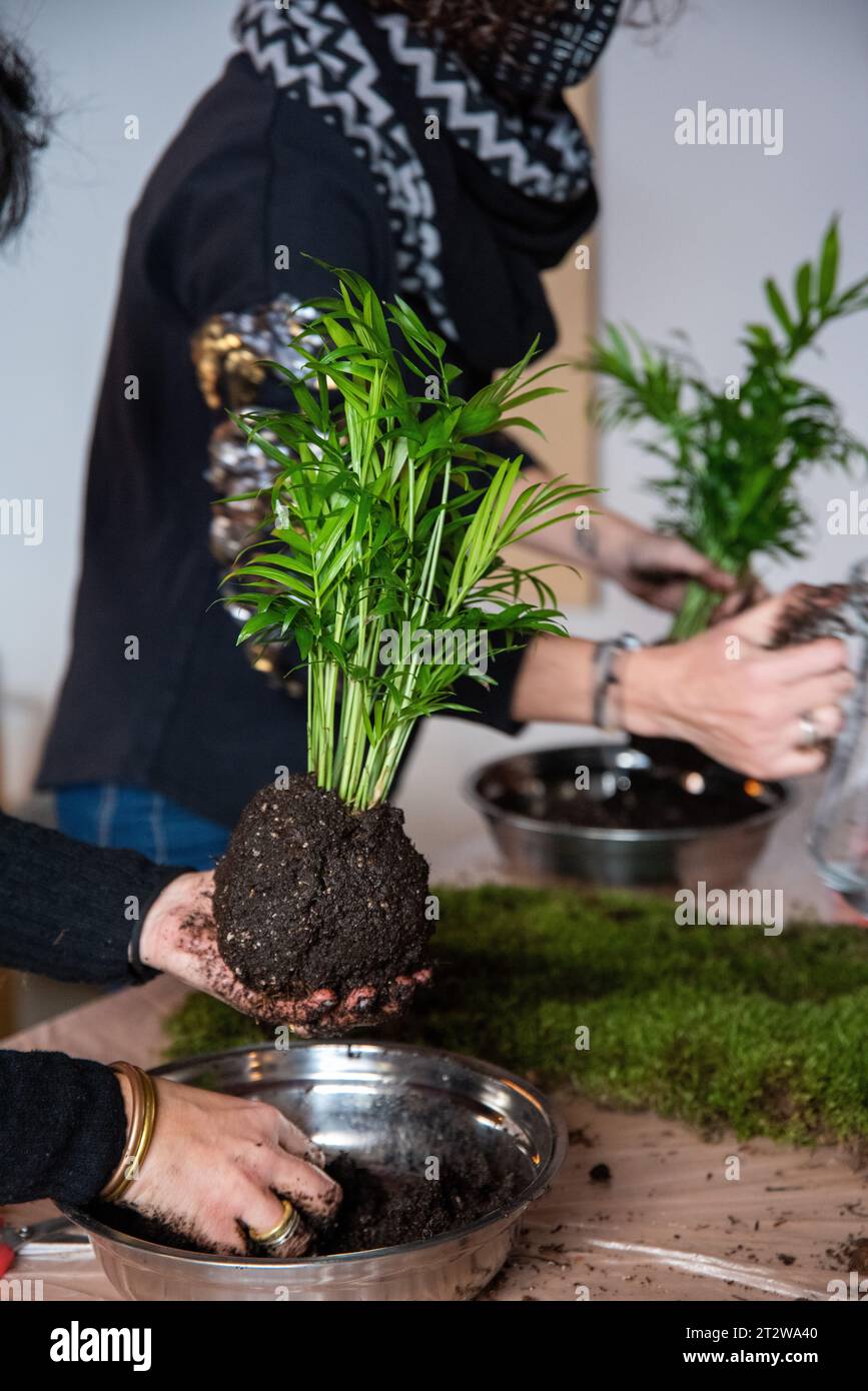 In this inspiring scene, two women gather in a Kokedama workshop, each cradling an Areca Palm in their hands, as they skillfully create their own Koke Stock Photo