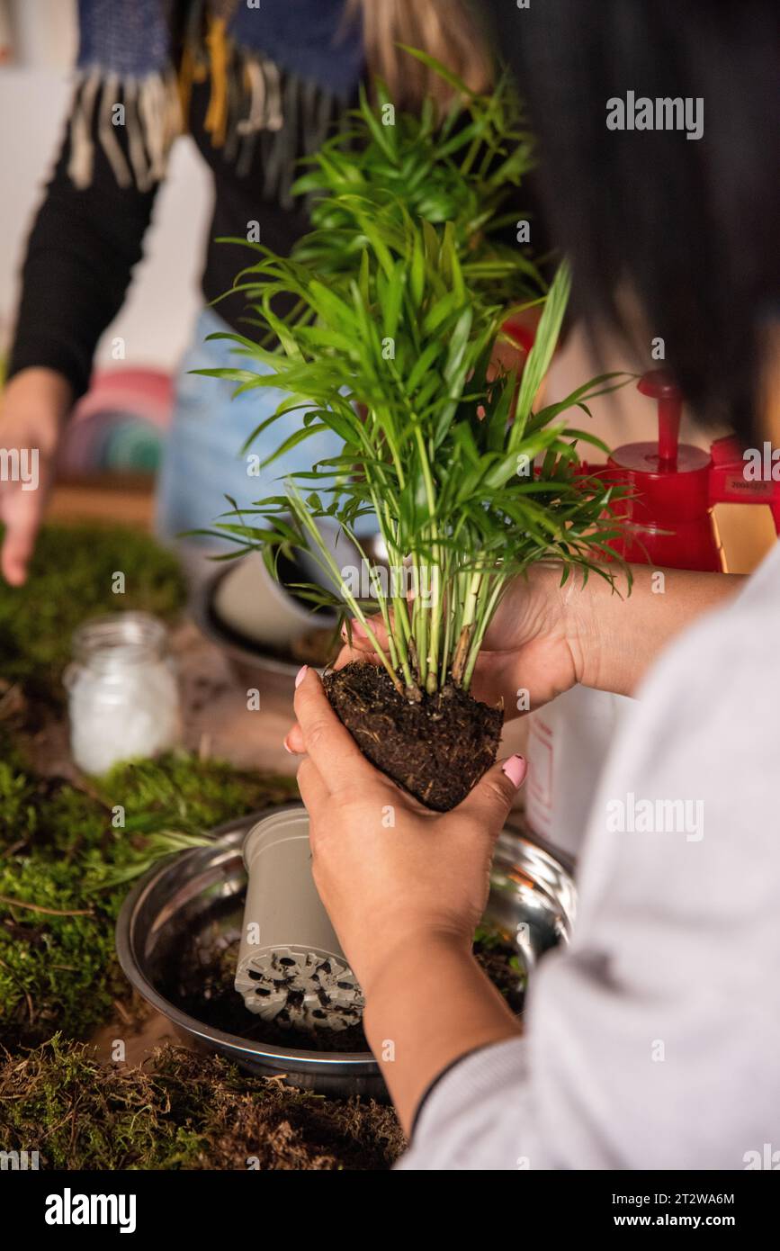 Captured in this enchanting image, the delicate yet powerful hands of a woman gently cradle the emerging beauty of a Kokedama. Each careful touch and Stock Photo