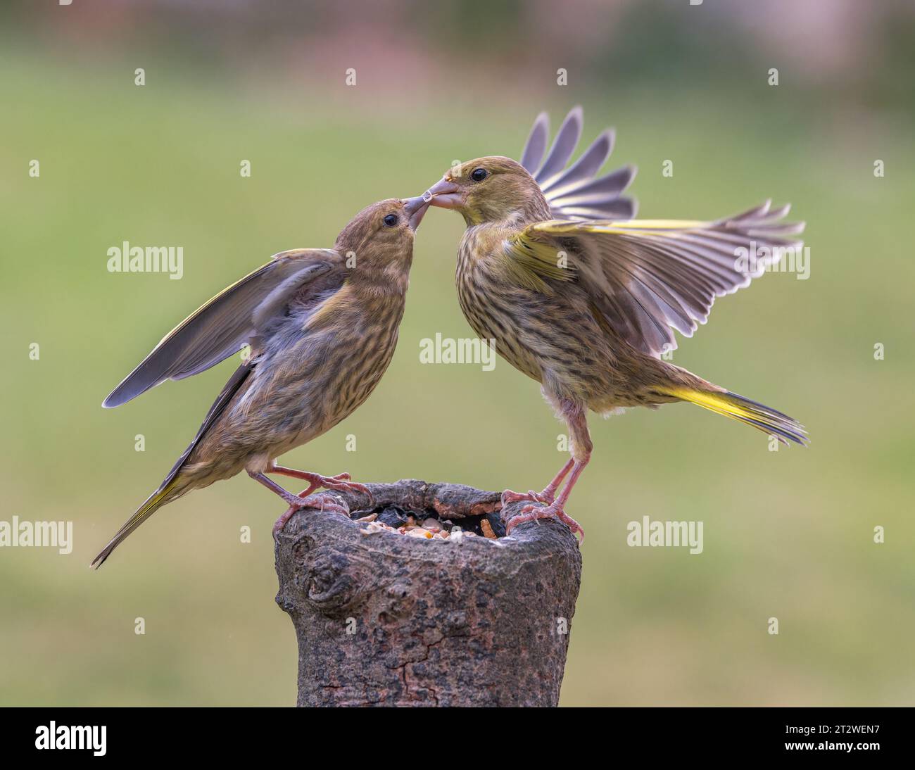 European Greenfinch [ Chloris chloris ] Juvenile birds fighting over