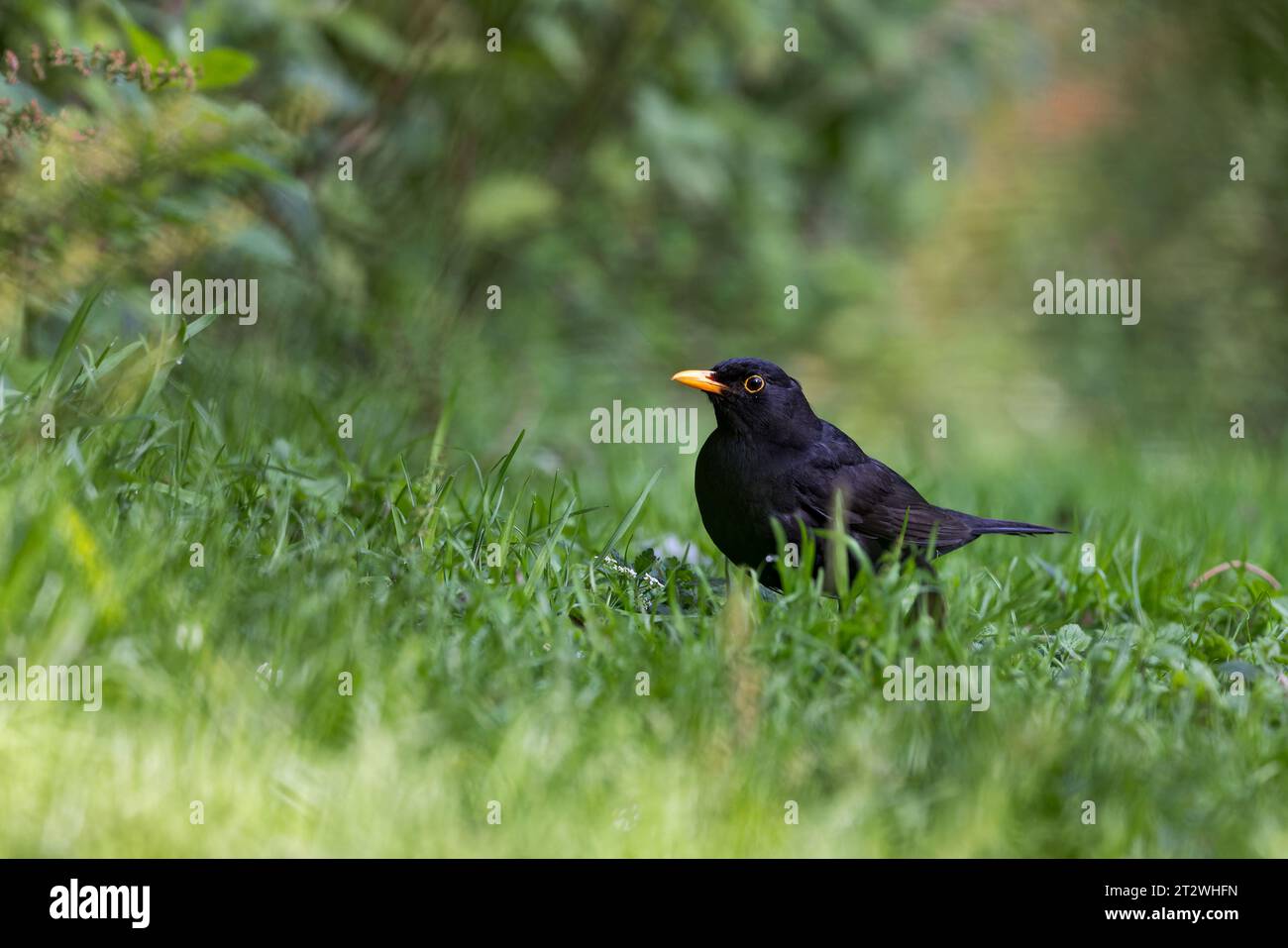 Blackbird [ Turdus merula ] male bird at ground level on rough grass Stock Photo