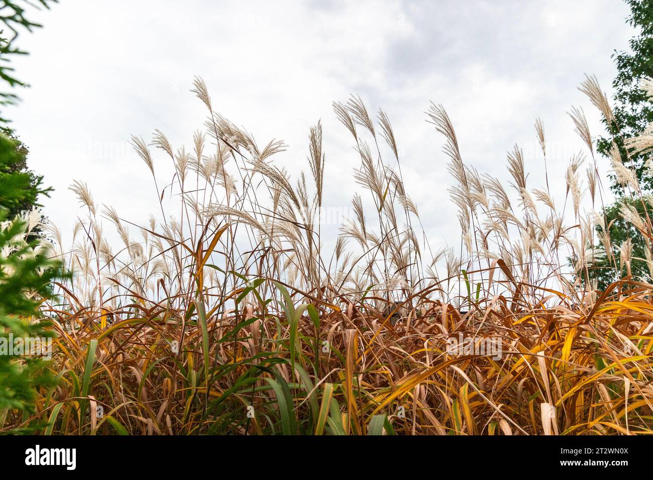Beautiful pampas reeds on a cloudy day Stock Photo