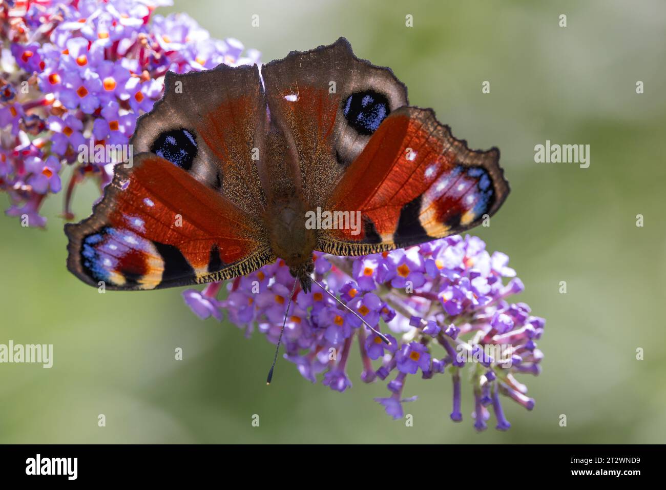 Peacock Butterfly [ Aglais io ] from above on Buddleia flower Stock Photo