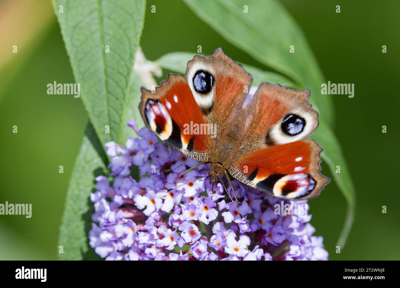 Peacock Butterfly [ Aglais io ] from above on Buddleia flower Stock Photo